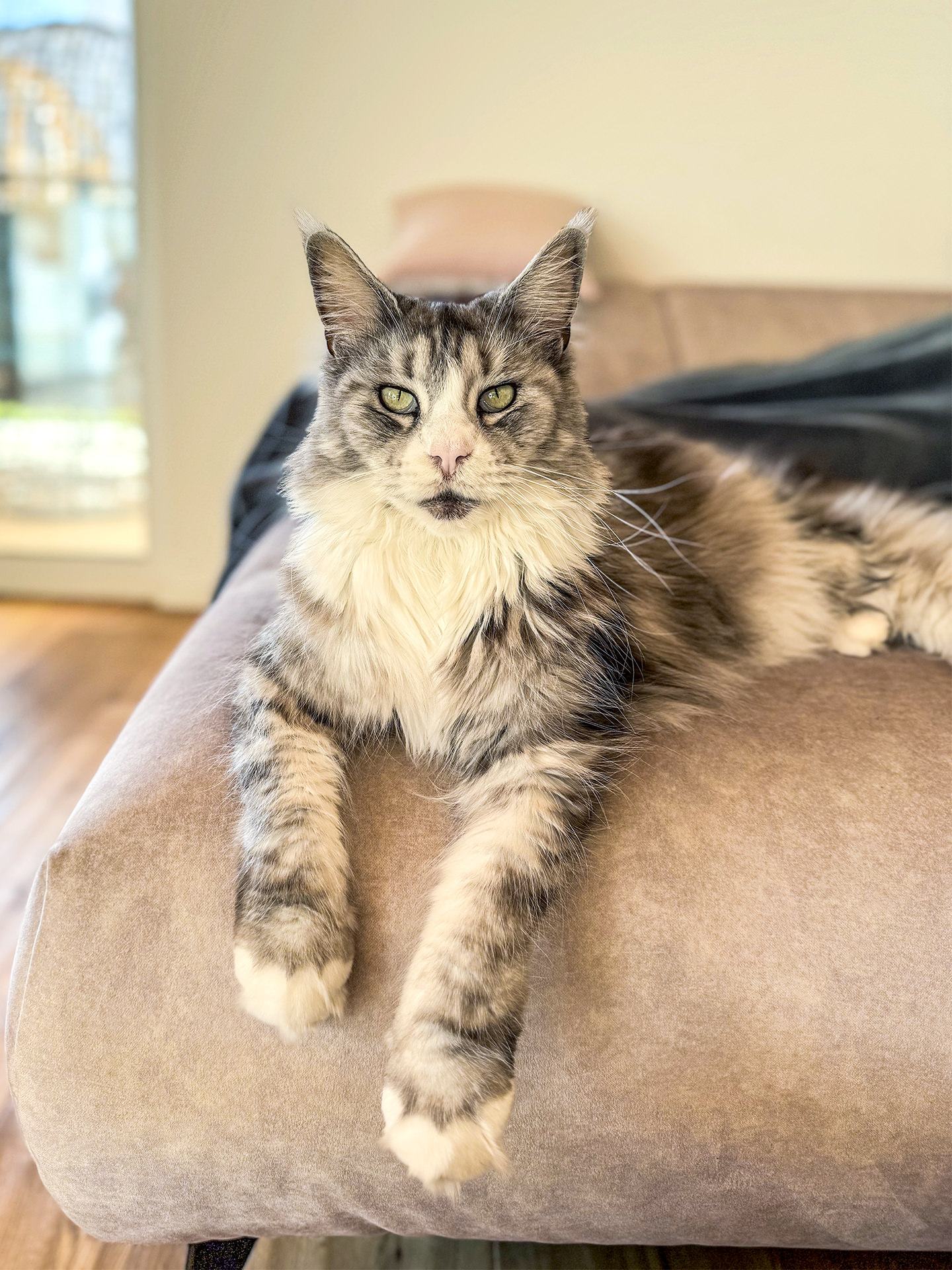 Unsere Katze Lori zu Hause