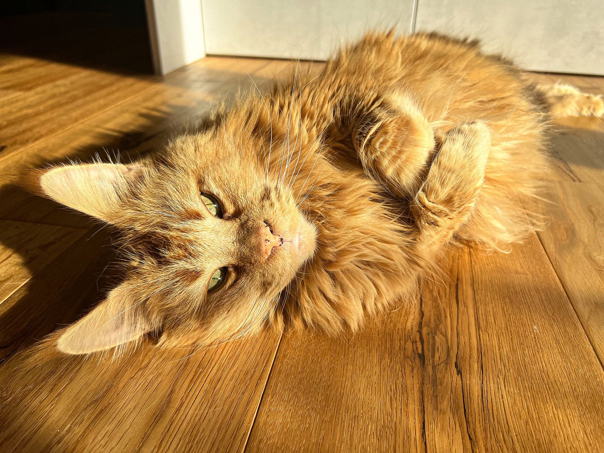 Unsere Katze Unika, eine seltene Main Coon