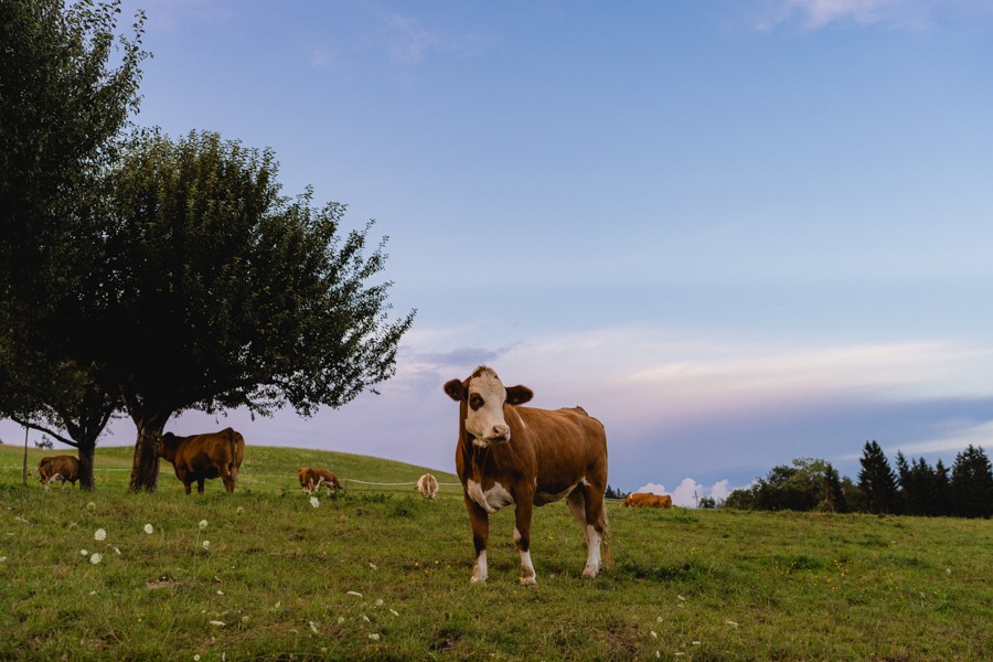 Hochzeitsfotos Plöschenberg